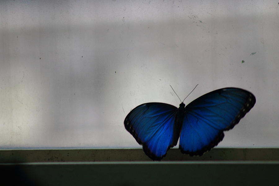 Залетевшая бабочка: символы, значения, приметы