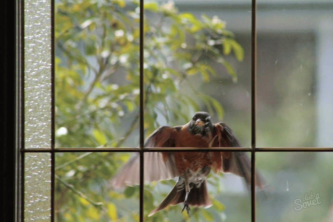 Значения птиц, бьющих по окнам в приметах